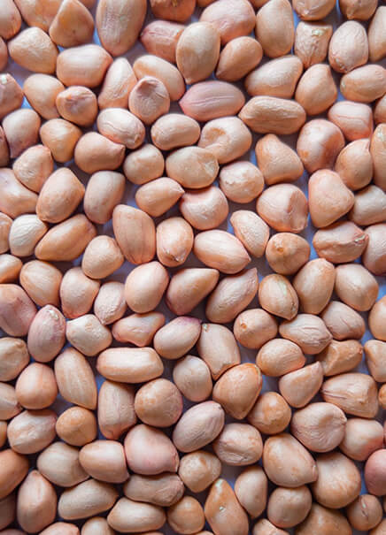 https://albela.org/images/Sheng Dana 1kg